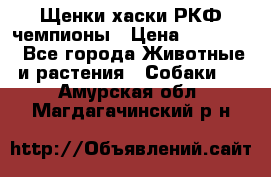 Щенки хаски РКФ чемпионы › Цена ­ 90 000 - Все города Животные и растения » Собаки   . Амурская обл.,Магдагачинский р-н